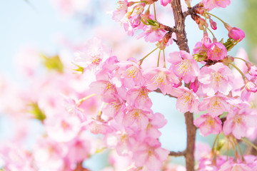 Close Up Cherry Blossoms Against the Sky