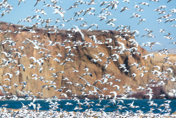 Elegant Tern Flock