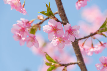 Close Up Cherry Blossoms Against the Sky
