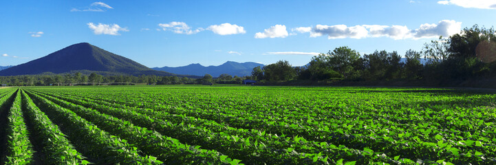 Fototapeta na wymiar Outback agricultural and farming field.