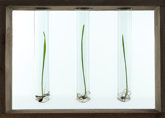Sprouted grains in glass test tubes isolated on white