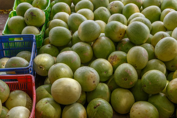 watermelon group