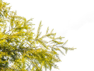 Green leaves, Weeping Willow tree