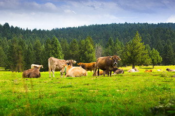 Fototapeta na wymiar Few cows in meadow