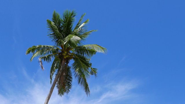 Coconut Palm 01