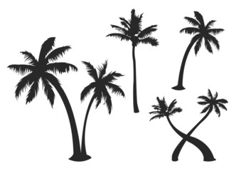 Obraz premium Palm Tree Silhouette