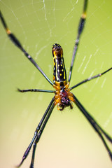 Golden Orb-weaver Spider