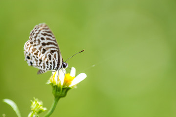 Butterfly on a flower