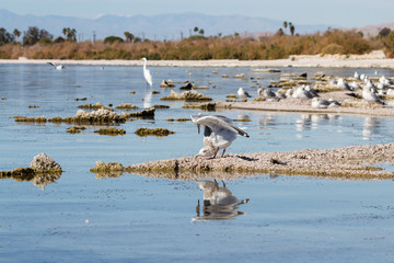 Birds in the Salton Sea