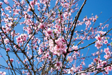 Kirschblüten an einem Kirschbaum