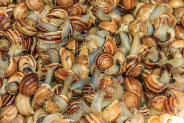 Live snails for sale at the Moroccan souk