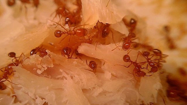 Fire Ants Swarm Macro 3A