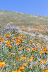 California Poppies -Eschscholzia californica