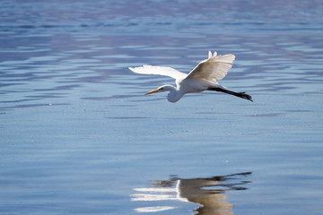 Great Egret (Ardea alba)