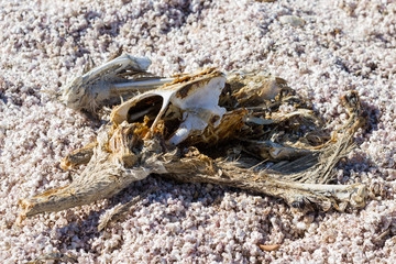 Dead bird - Salton Sea