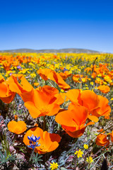 California Poppies -Eschscholzia californica