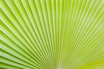 Obraz premium feuille de latanier tropical, pliage accordéon