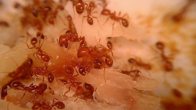Fire Ants Swarm Macro 4