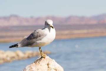 American herring gull