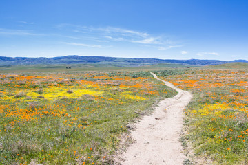 Naklejka premium California Poppies -Eschscholzia californica
