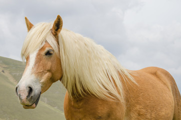 Cavallo con la criniera bionda