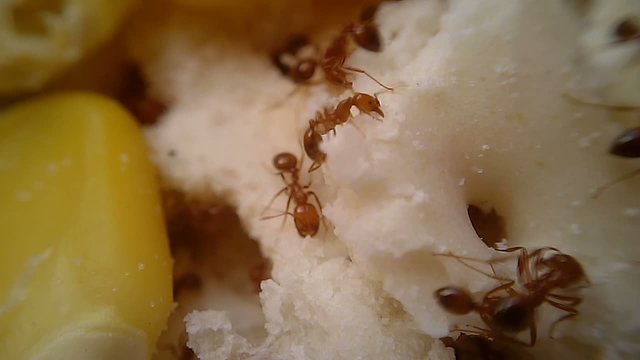 Fire Ants Swarm Macro 09, Time Lapse