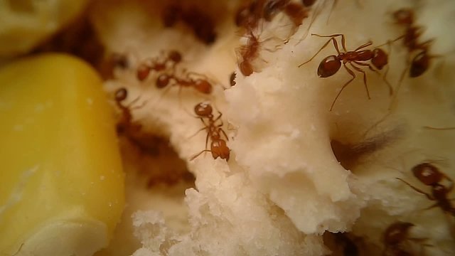 Fire Ants Swarm Macro 10, Time Lapse