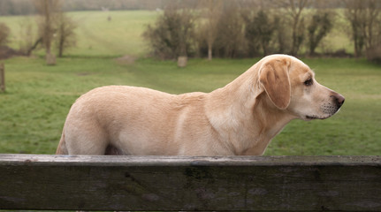 yellow lab in the countryside