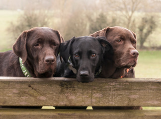 three labradors