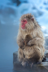 Snow monkey Macaque Onsen
