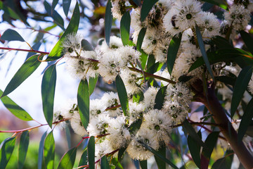 Closeup of  soap mallee  (Eucalyptus diversifolia) plant