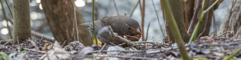 Amselweibchen 1:4 Format