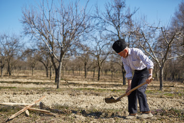 Senior man planting a plum tree
