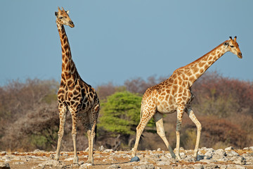 Giraffes in natural habitat, Etosha National Park