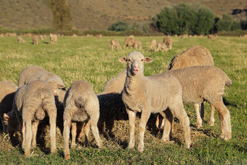 Lambs on pasture