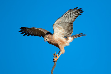 Pale chanting goshawk with open wings, Kalahari