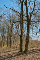 Landscape with oak forest on springtime