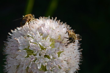 Fototapeta premium Two bees