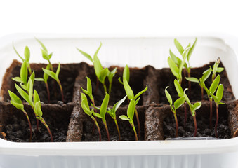 Pepper seedlings in a nursery