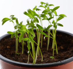 Baby coriander plant in a nursery