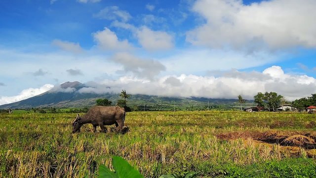 Water buffaloes (carabao)