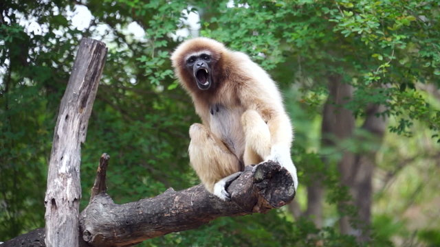 HD Gibbon yawning - Stock video