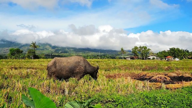Water buffaloes (carabao)