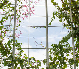 Pink Confederate vine blooming gliding along the cage and a back