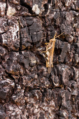 A grasshopper on the tree