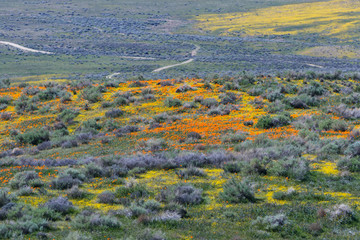 Naklejka premium California Poppies -Eschscholzia californica