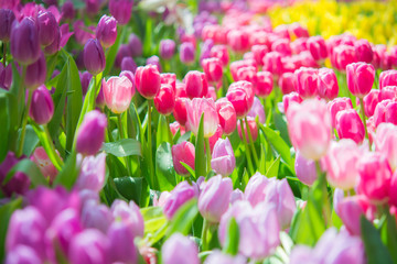 Beautiful colorful Tulip flower