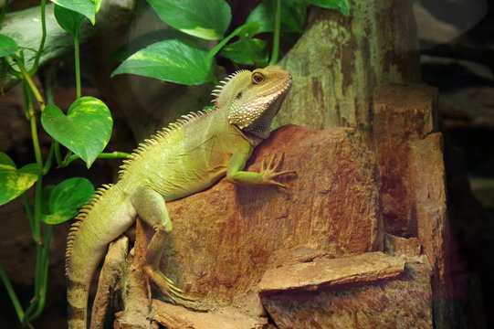 Agama błotna (Physignathus cocincinus)