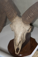 Козел, череп