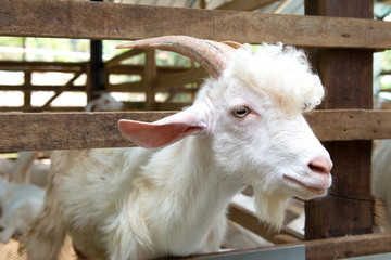 Goats in farm